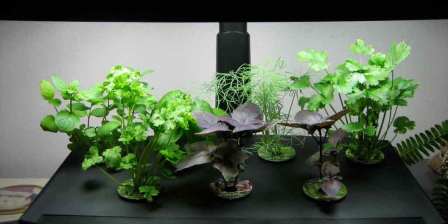aerogarden