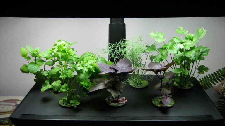 aerogarden