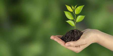 person holds plant growing in their hand