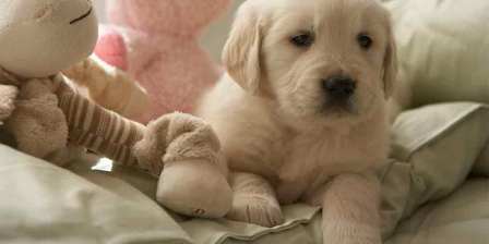 puppy on cushion with toys