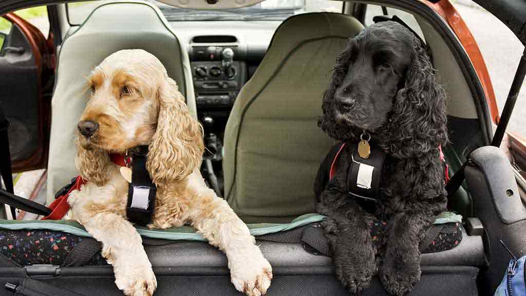 dog in car harness