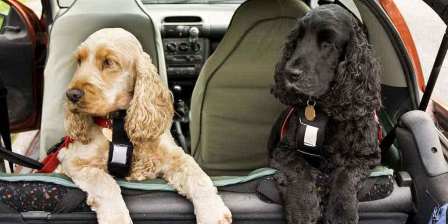 dog in car harness