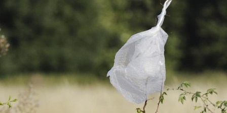 plastic bag caught on a bush