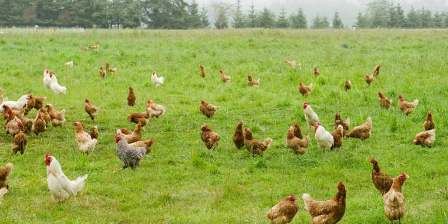 chickens in field free range lead