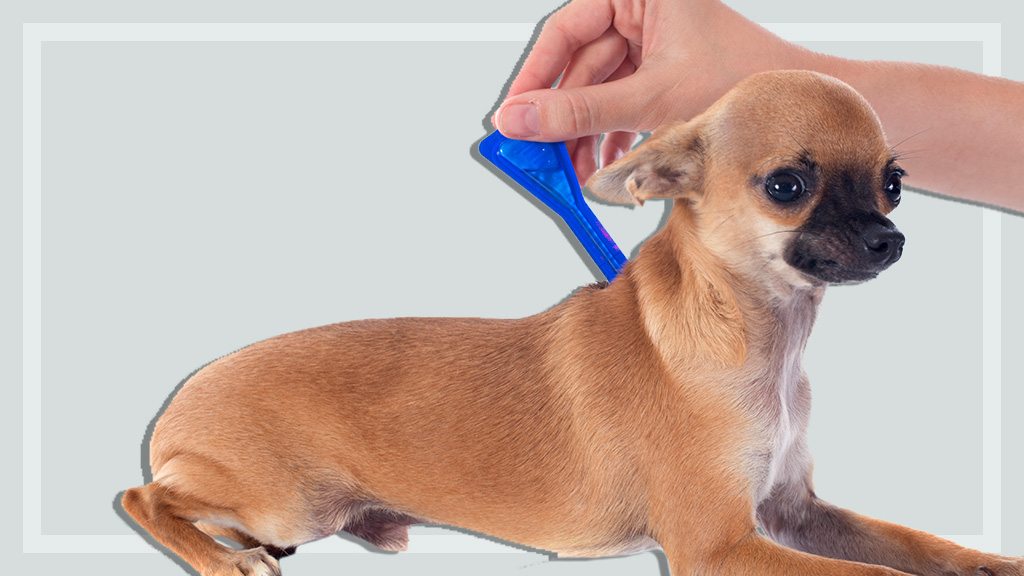 dog getting flea treatment