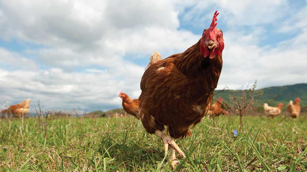 free range chicken looking into camera