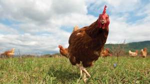 free range chicken looking into camera