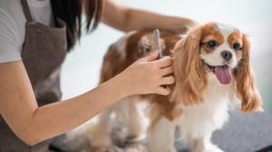 grooming pet dog pet hair lead