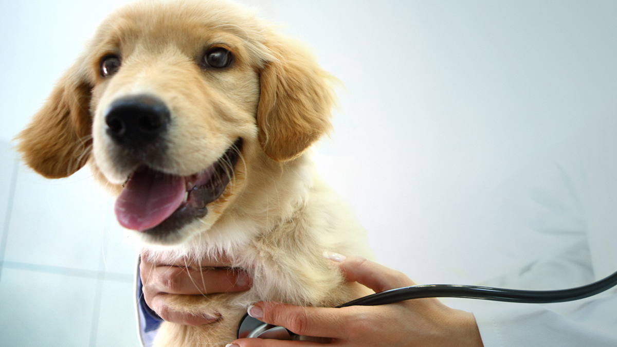 dog_at_vet