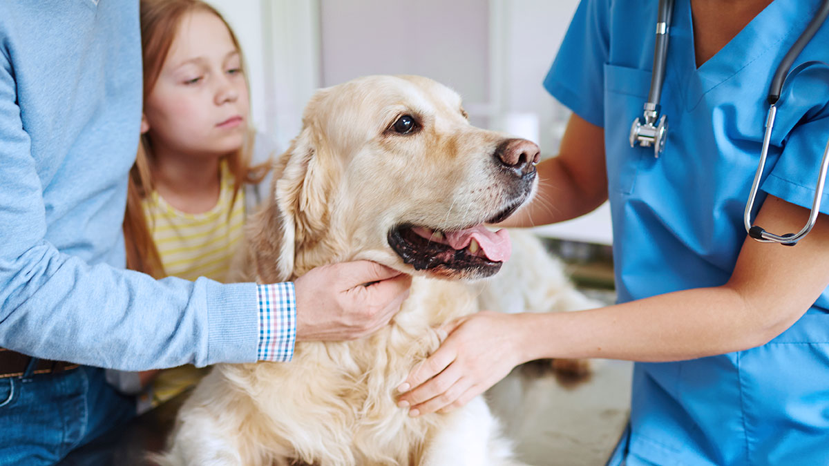 family taking the dog to the vet