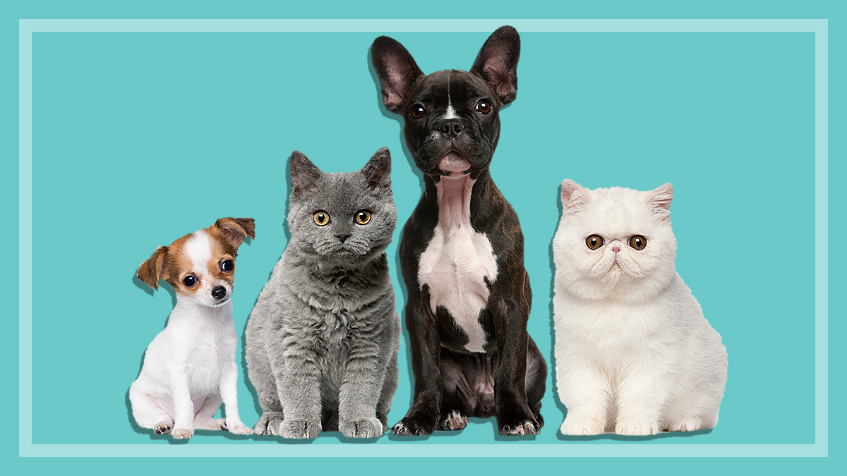 Pet insurance comparison