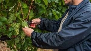 person collecting grapes in australian winery