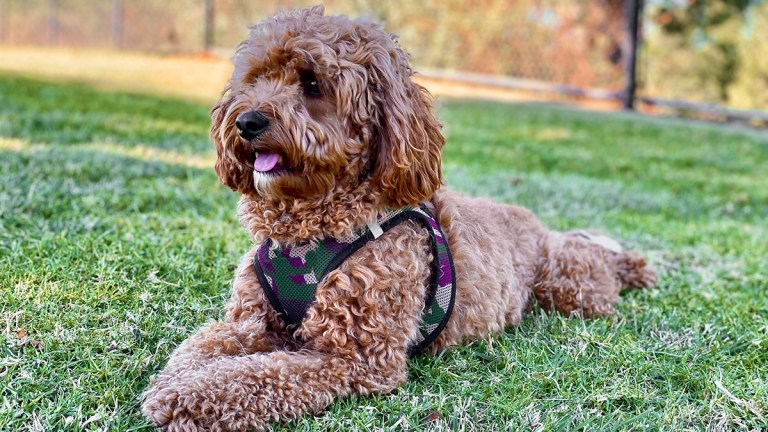 cavoodle_sitting_in_a_park